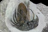 Bargain, Spiny Kolihapeltis Trilobite - Rare Species #101817-2